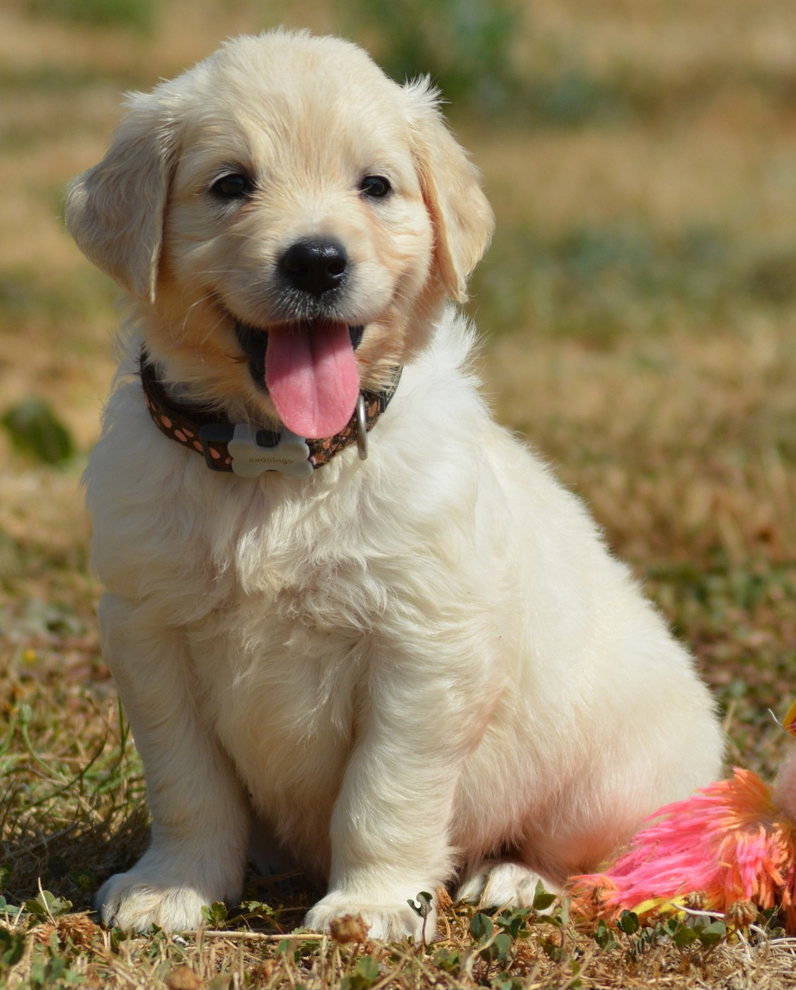 BAILEY (Collier Marron Pois Rose)