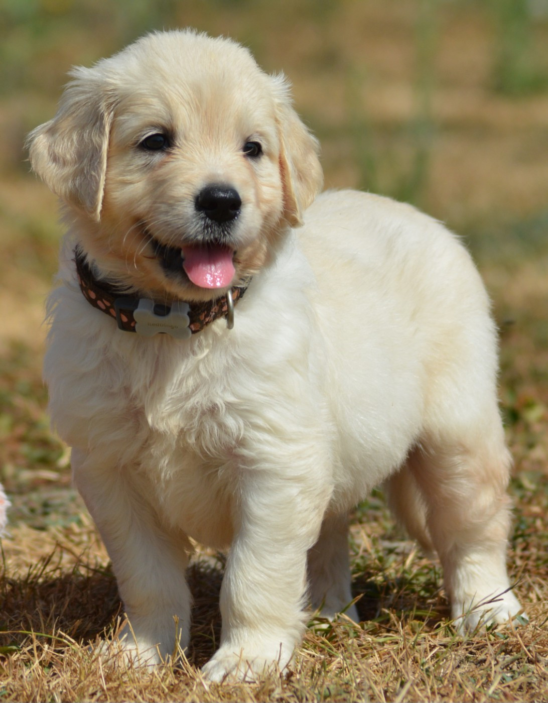 BAILEY (Collier Marron Pois Rose)
