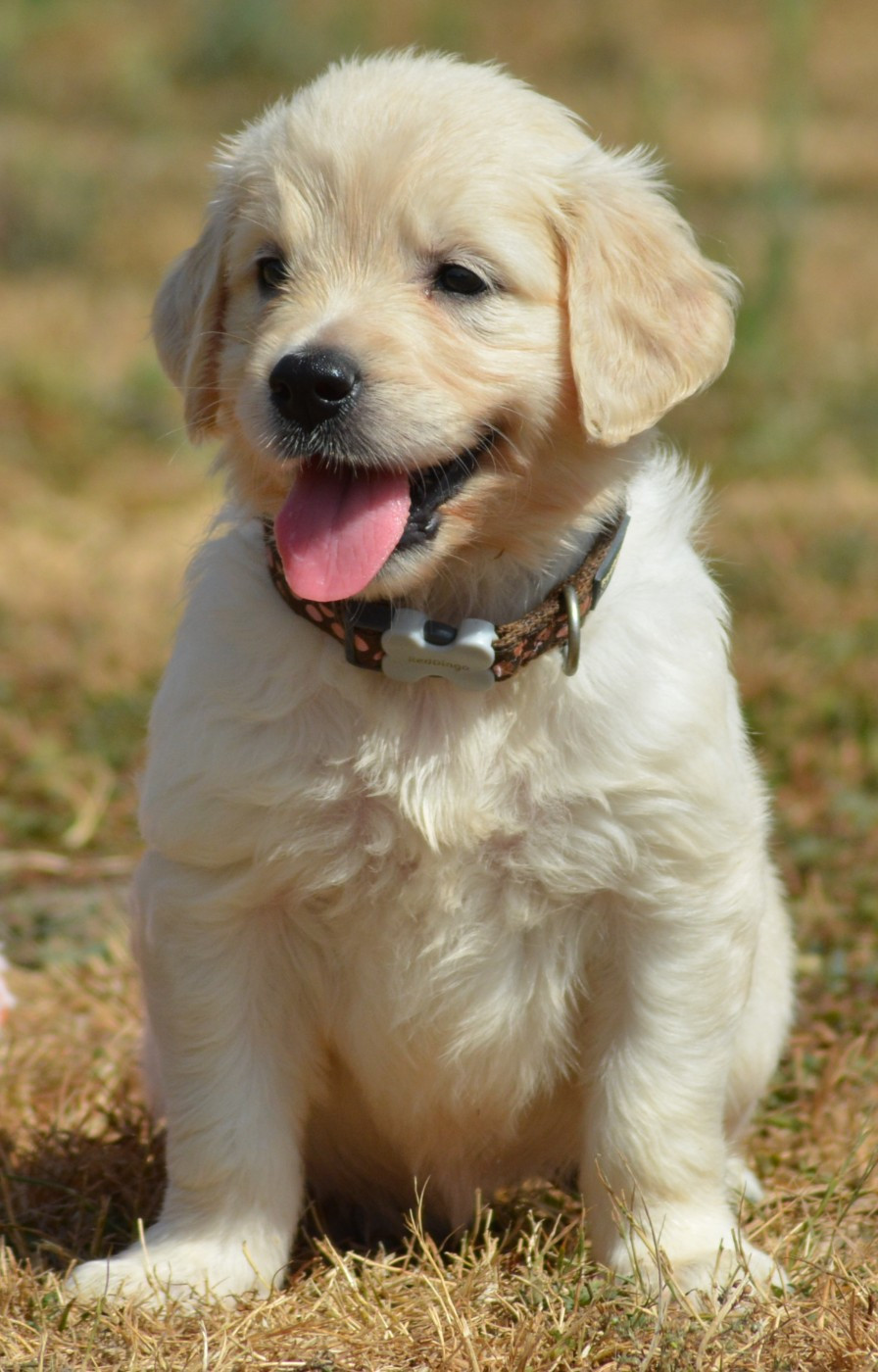BAILEY (Collier Marron Pois Rose)