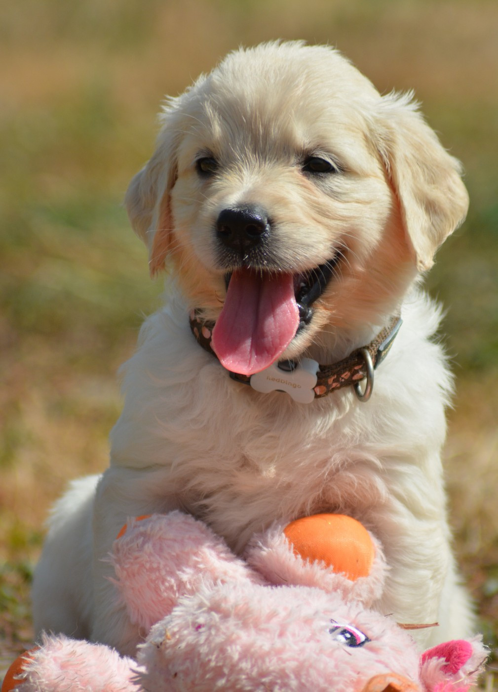 BAILEY (Collier Marron Pois Rose)