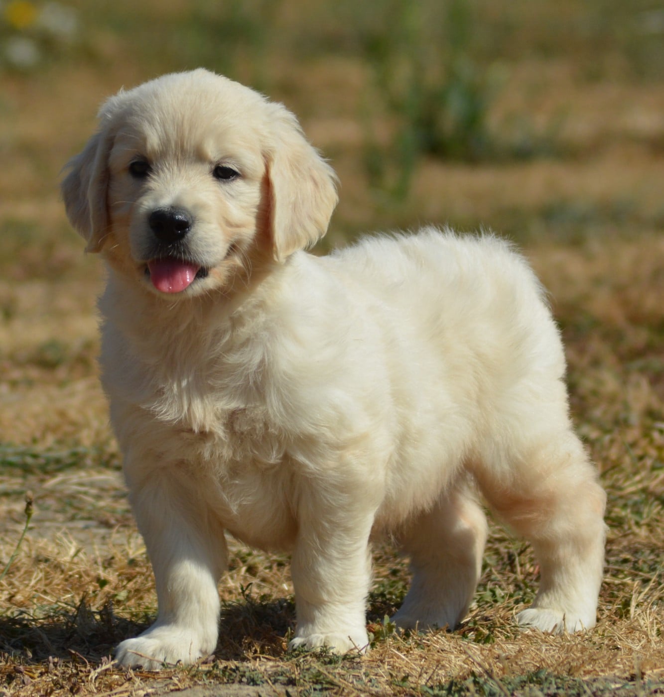 Chiot N°4 (Collier Rouge Etoile)