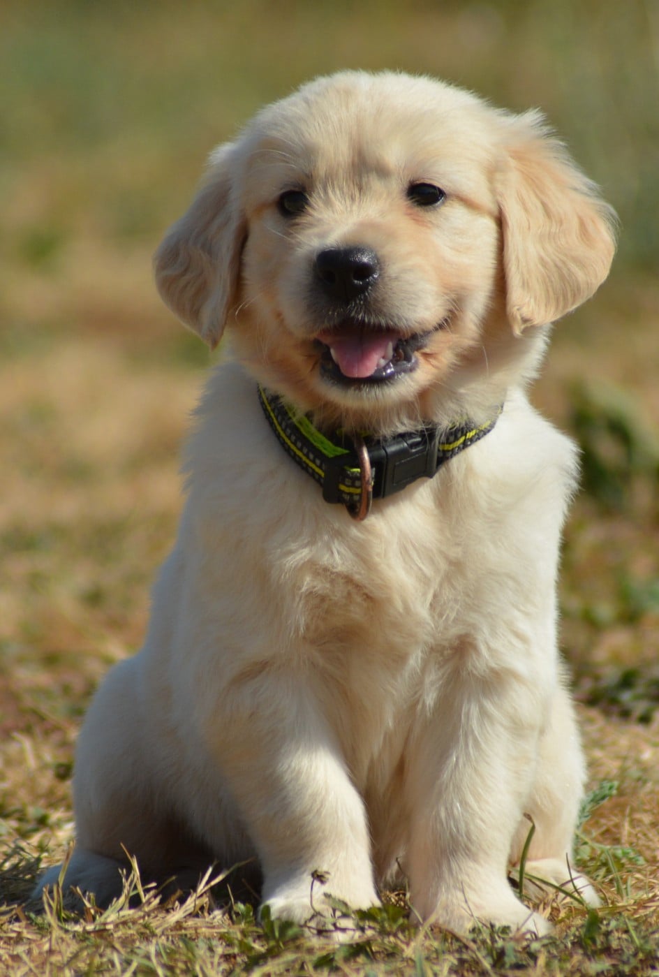 Chiot N°2 (Collier Jaune)