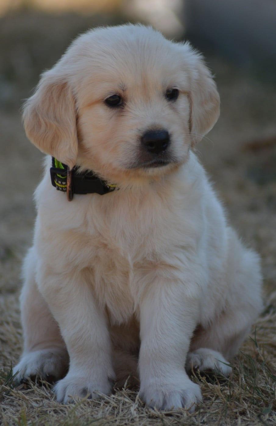 Chiot N°2 (Collier Jaune)