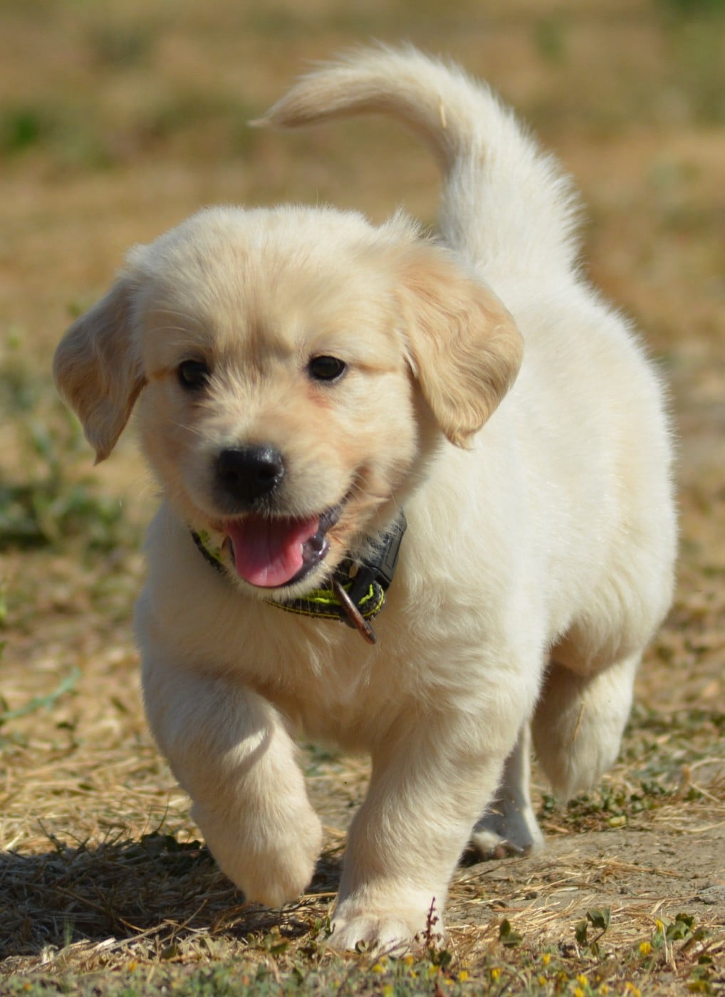 Chiot N°2 (Collier Jaune)