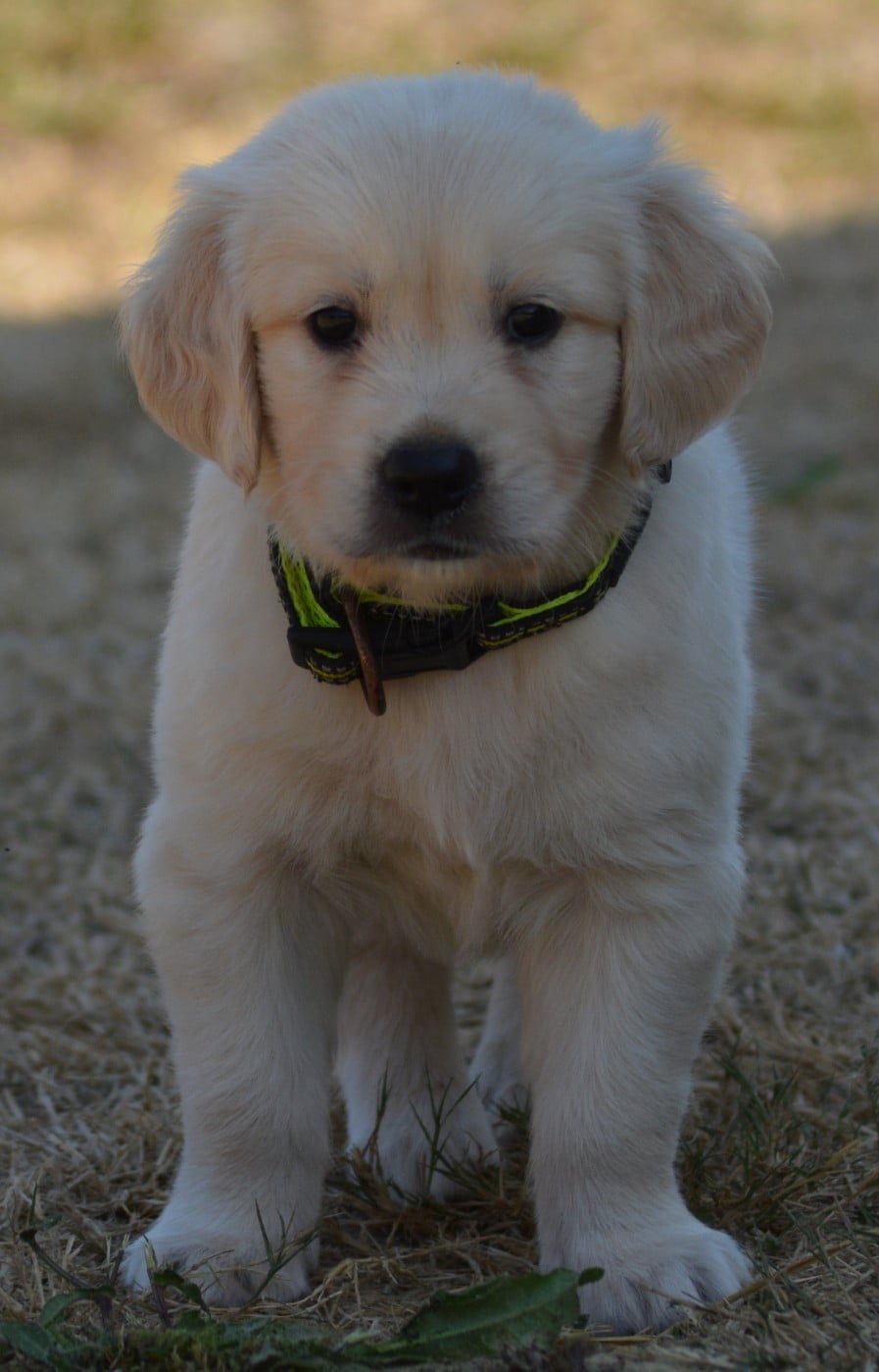 Chiot N°2 (Collier Jaune)