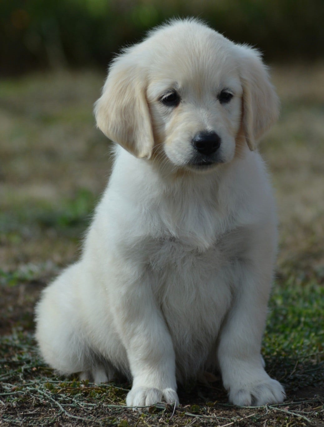 BAILEY (Collier Marron Pois Rose)