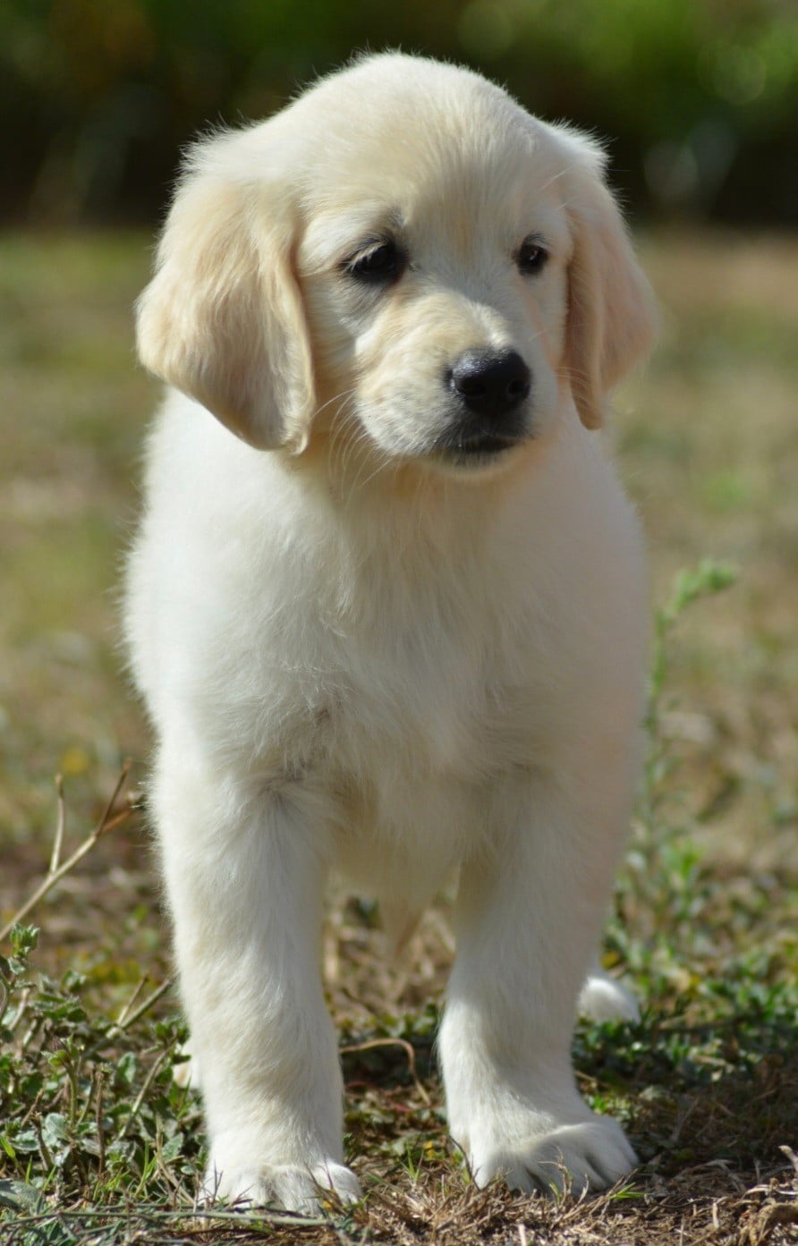 BAILEY (Collier Marron Pois Rose)