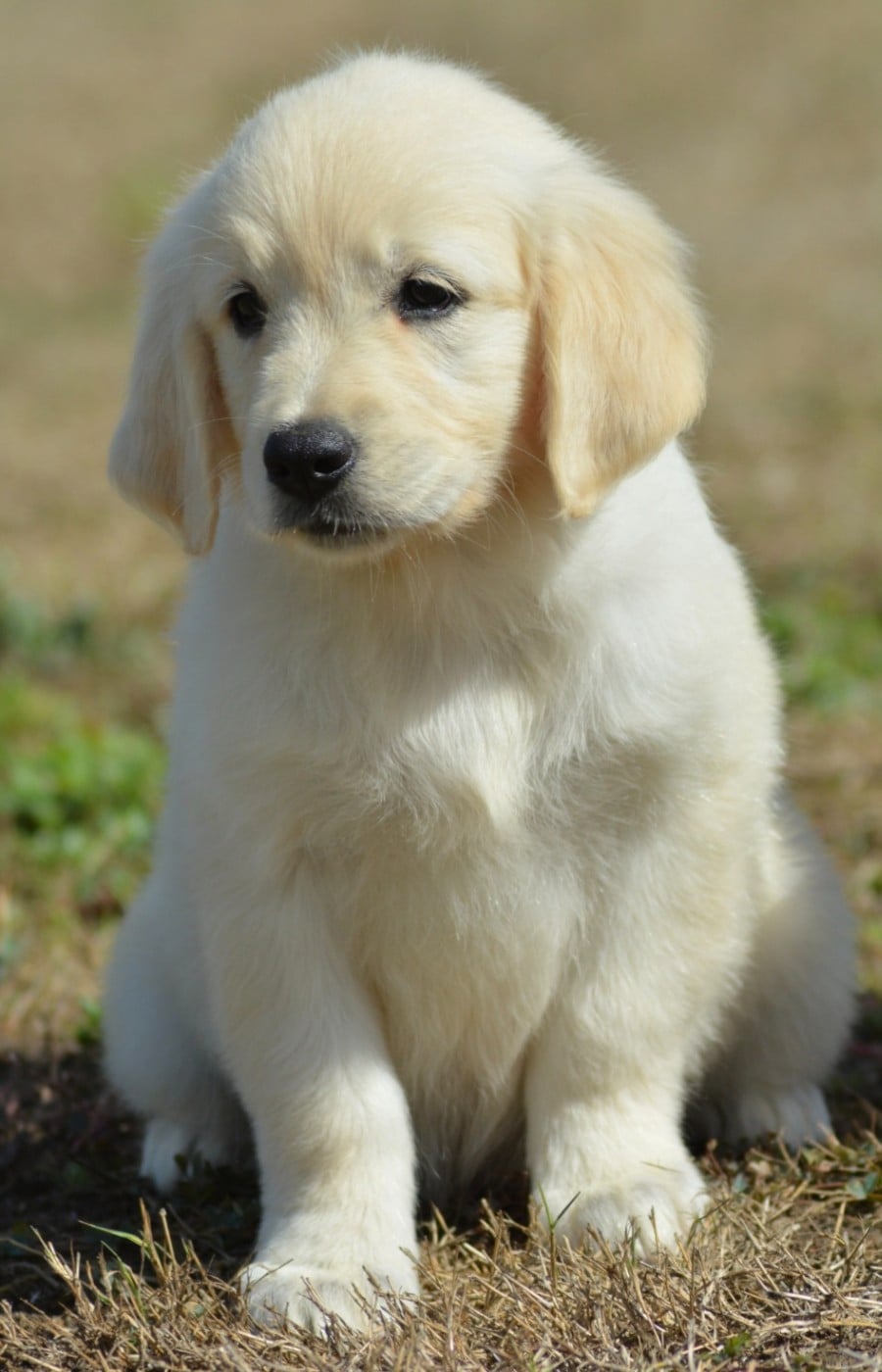 BAILEY (Collier Marron Pois Rose)