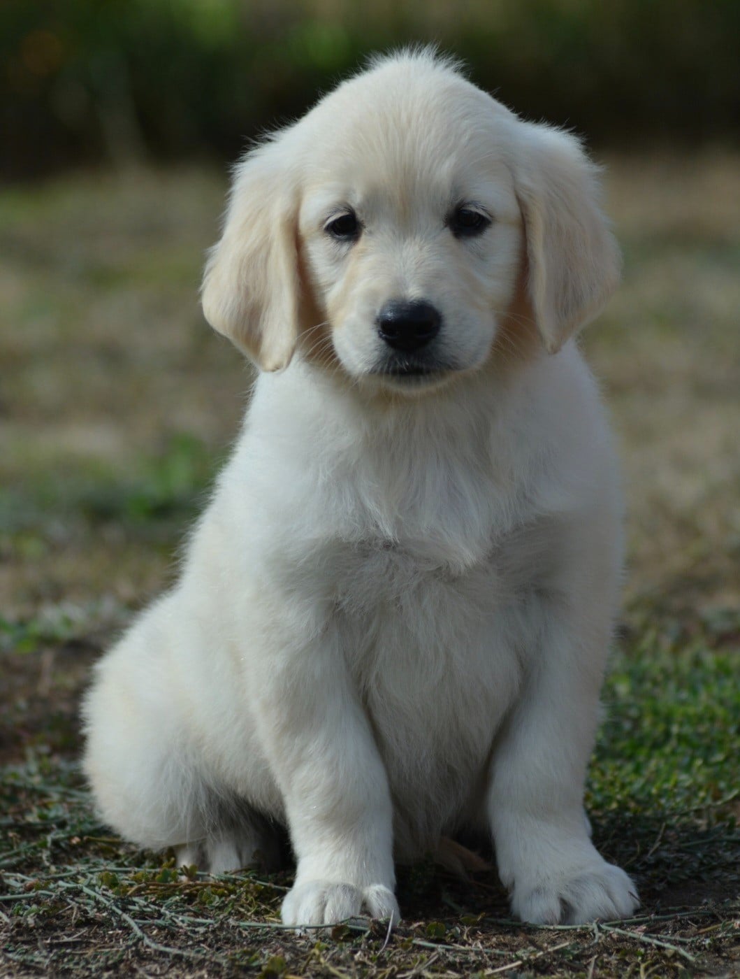 BAILEY (Collier Marron Pois Rose)
