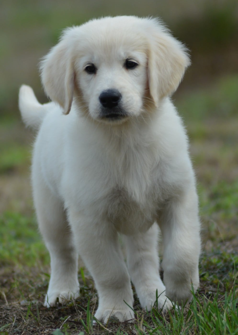 BUSTER (Collier Vert Panda)