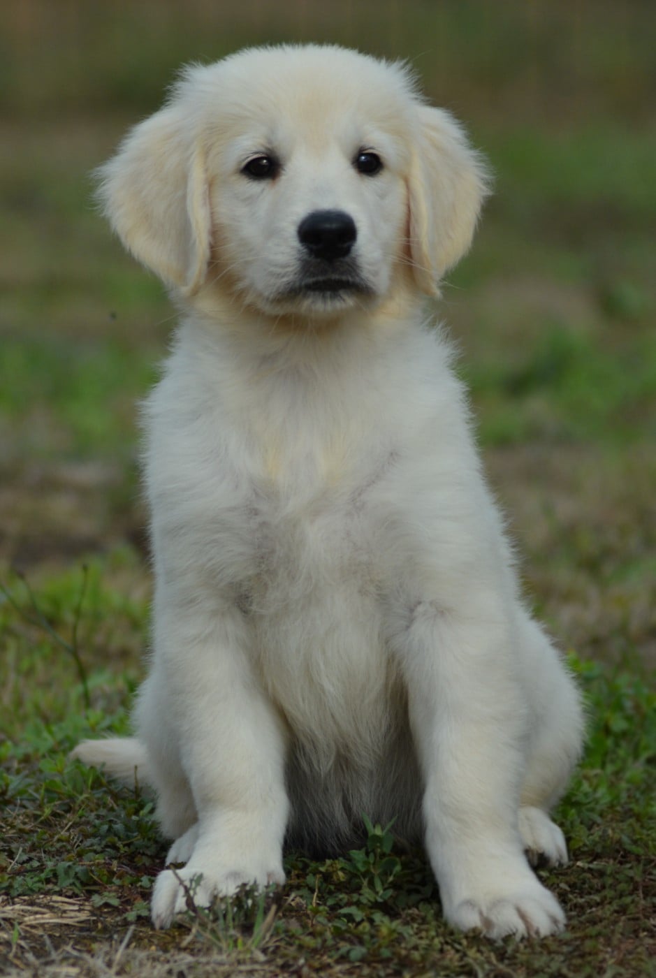BUSTER (Collier Vert Panda)