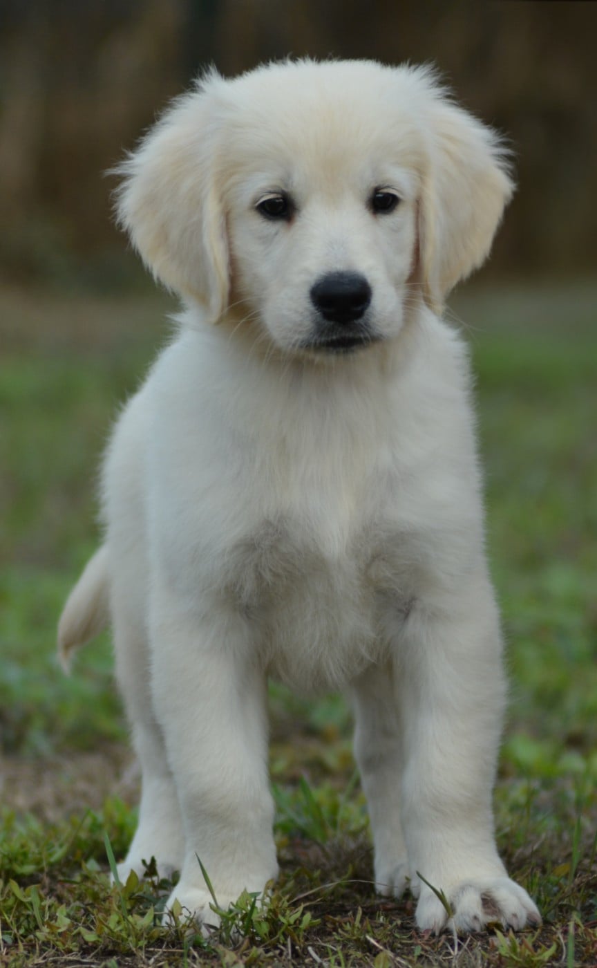 BUSTER (Collier Vert Panda)