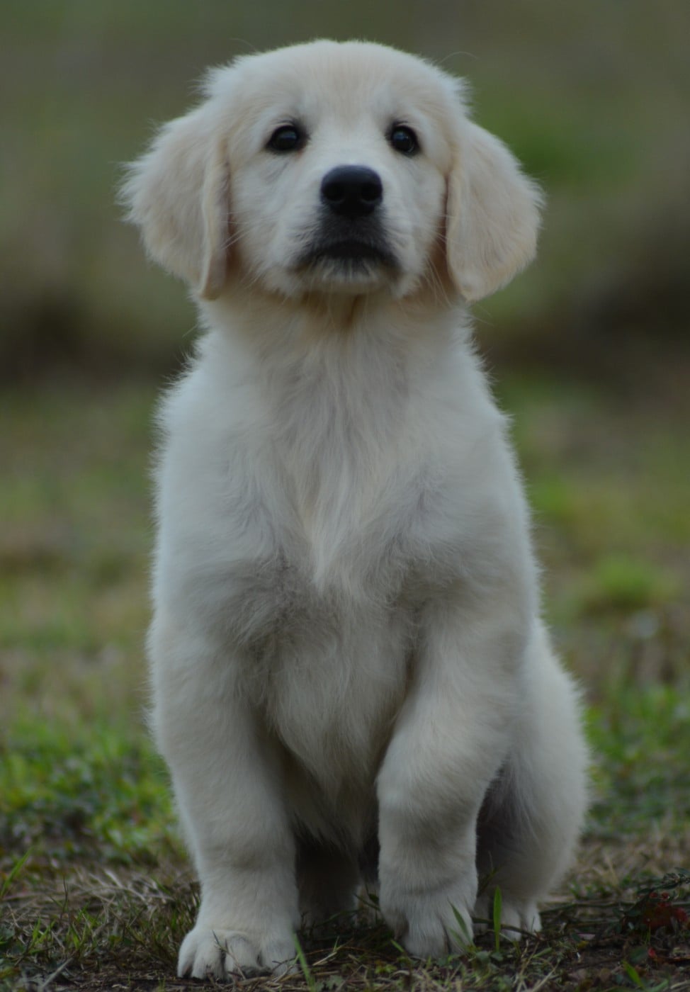 BUSTER (Collier Vert Panda)