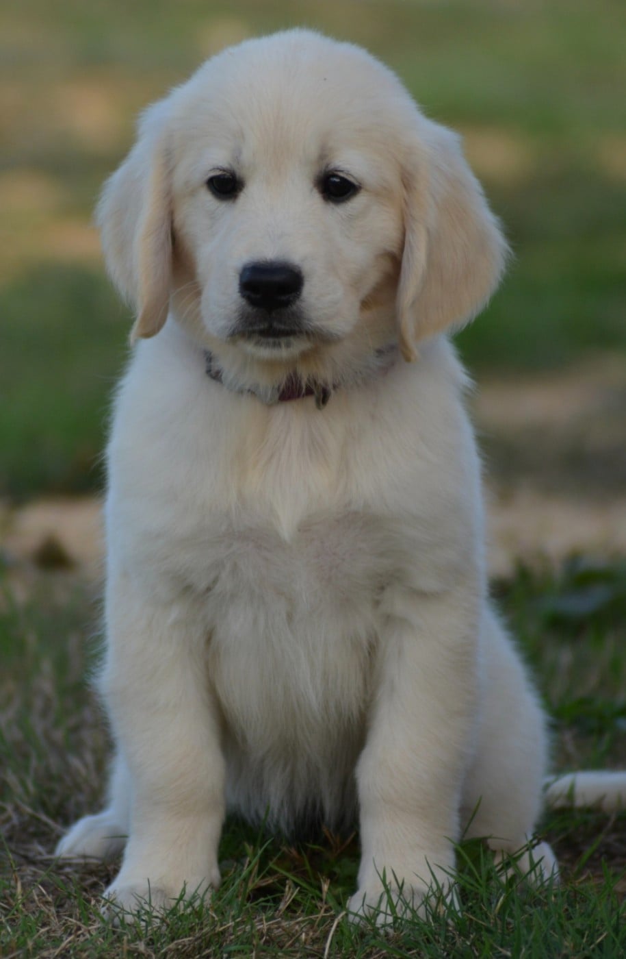 BELLA (Collier Violet foncé)