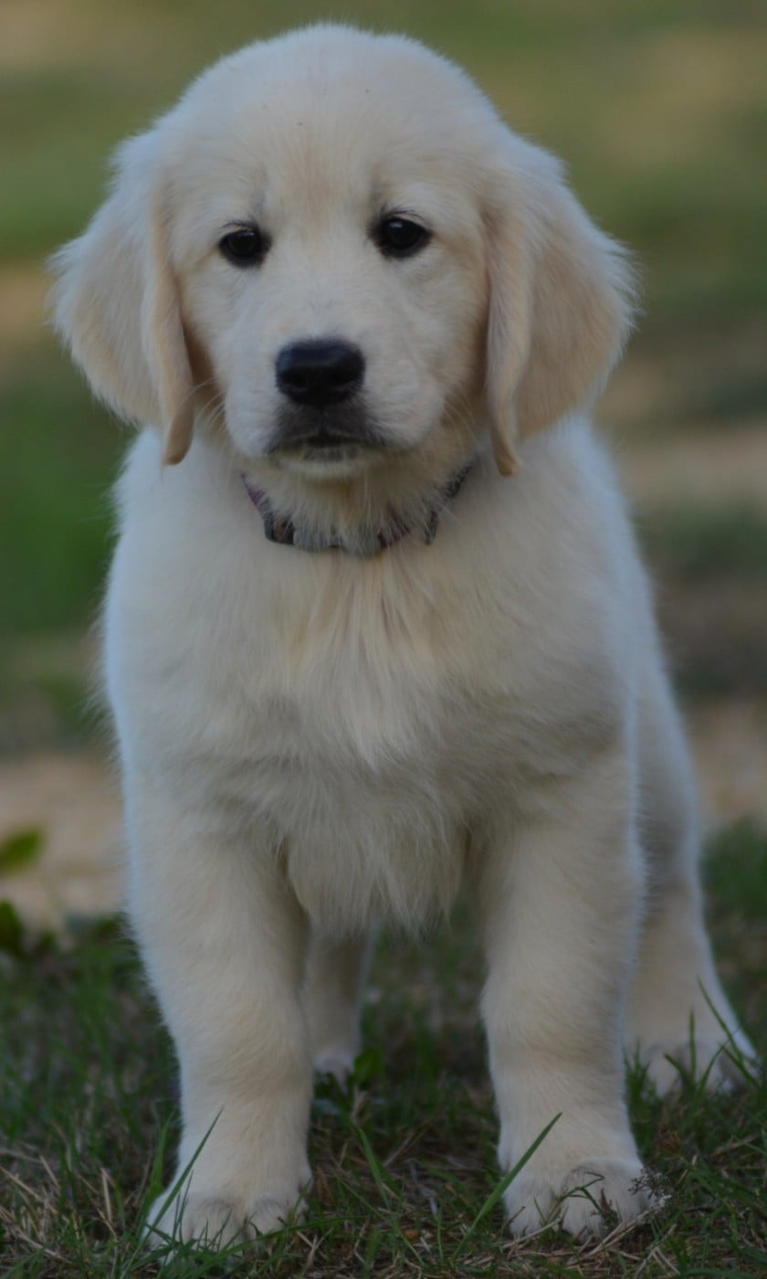 BELLA (Collier Violet foncé)
