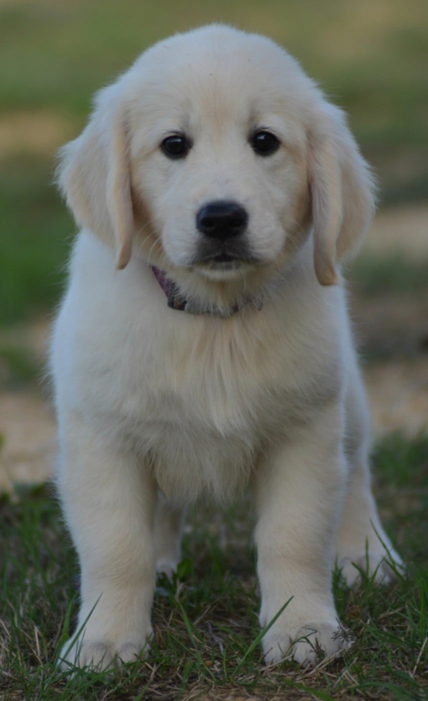 BELLA (Collier Violet foncé)