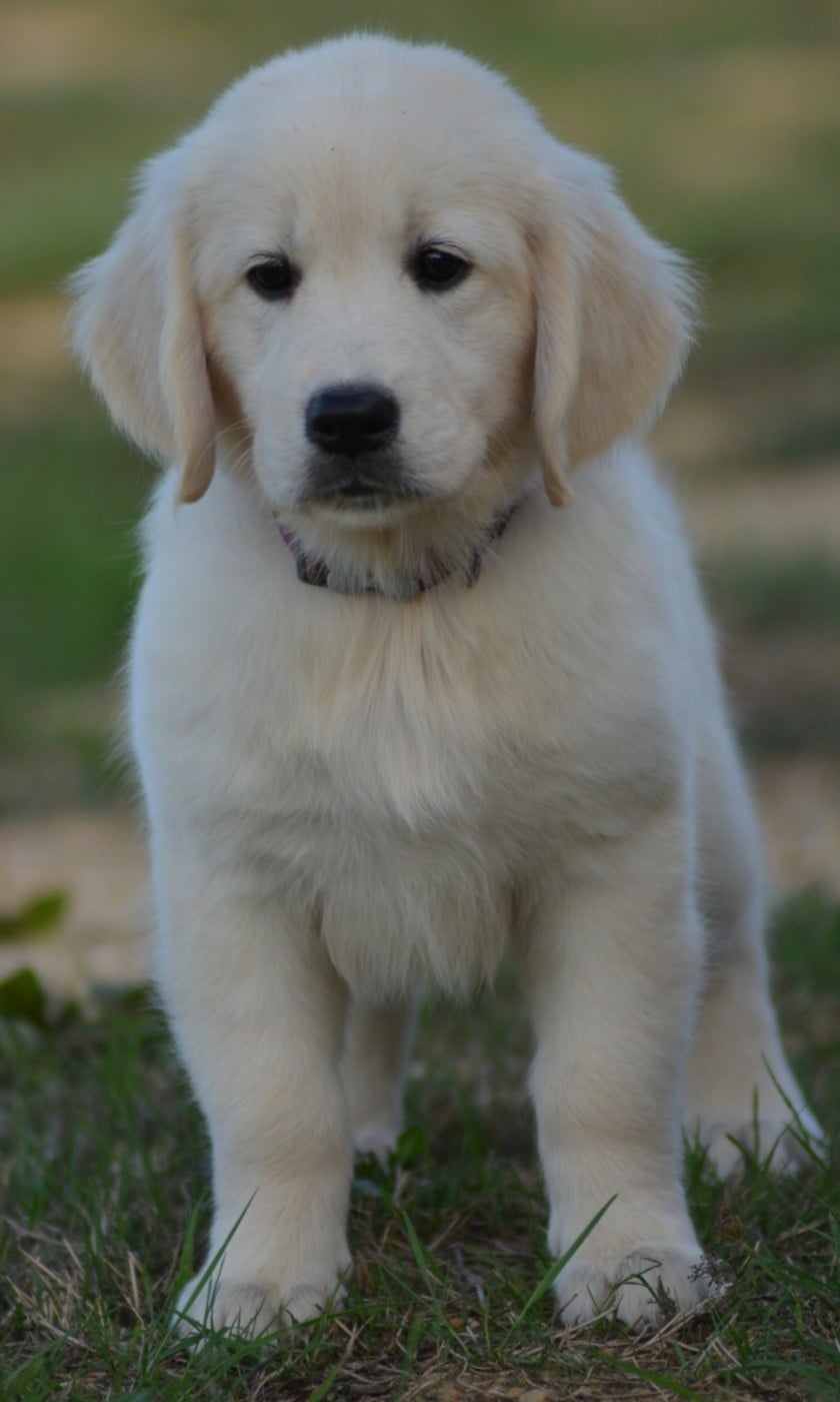 BELLA (Collier Violet foncé)