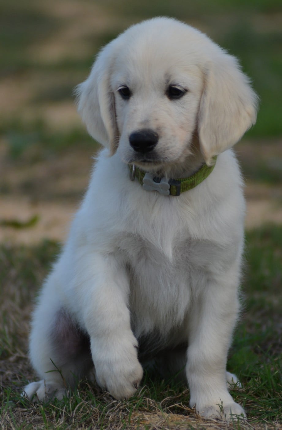 BAYKO (Collier Vert)