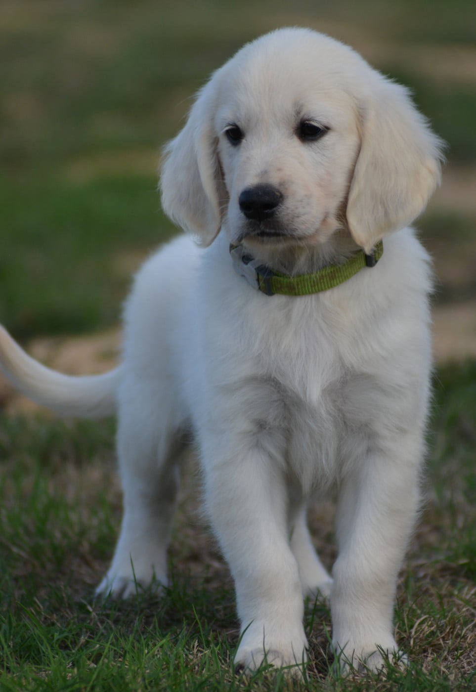 BAYKO (Collier Vert)