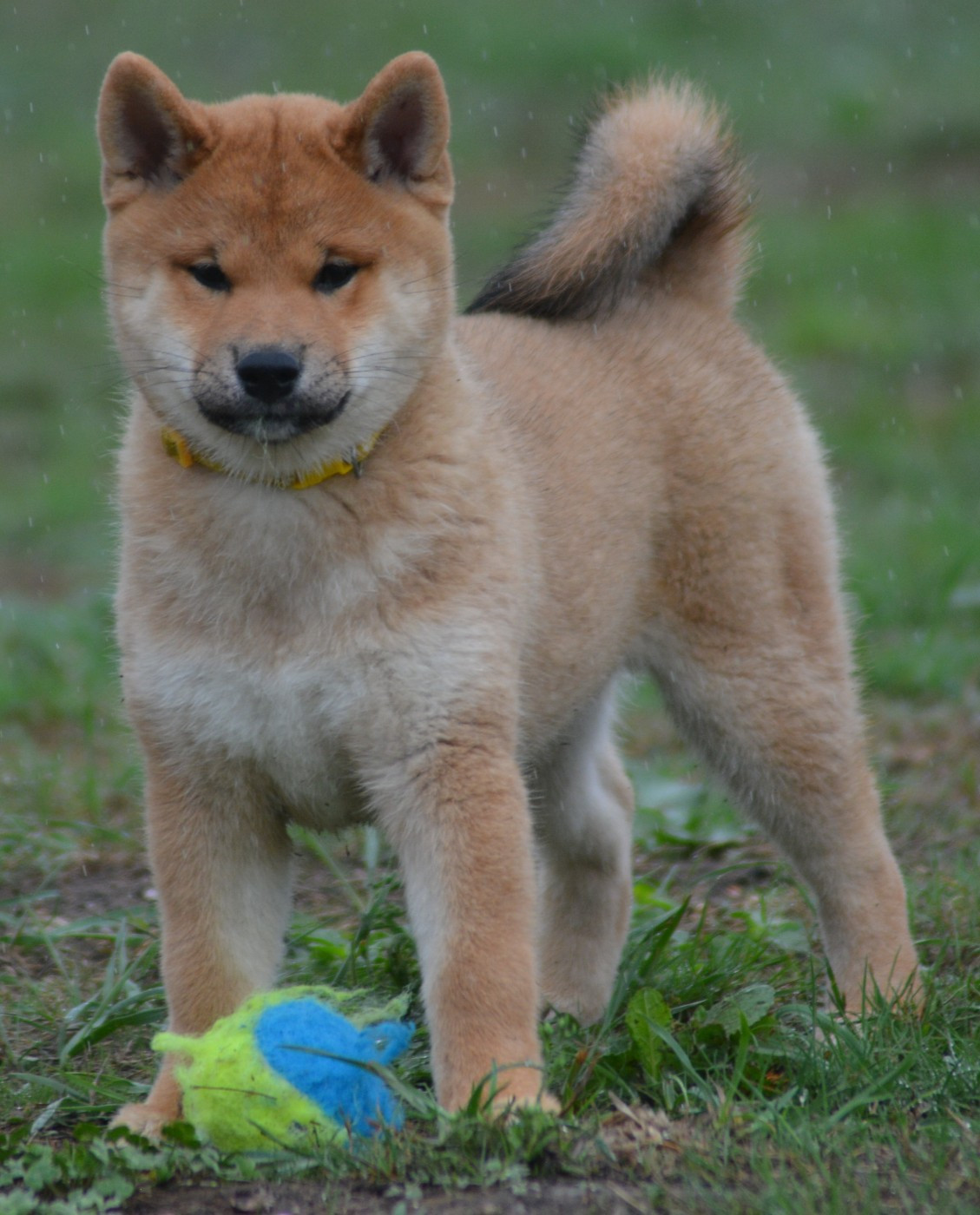 Chiot N°3