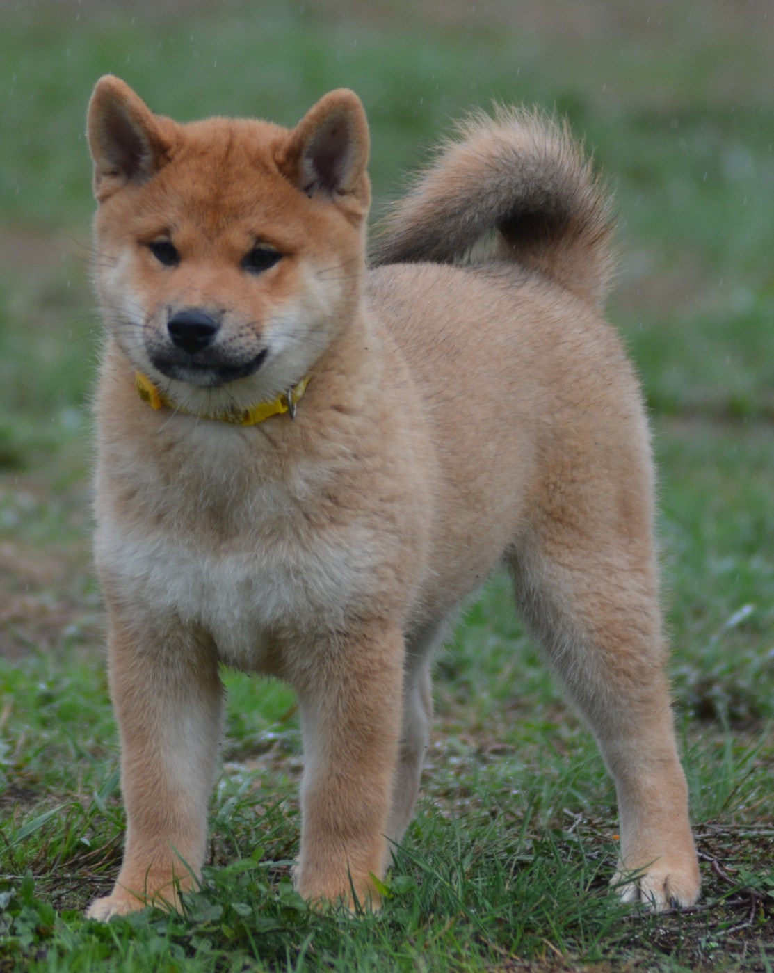 Chiot N°3