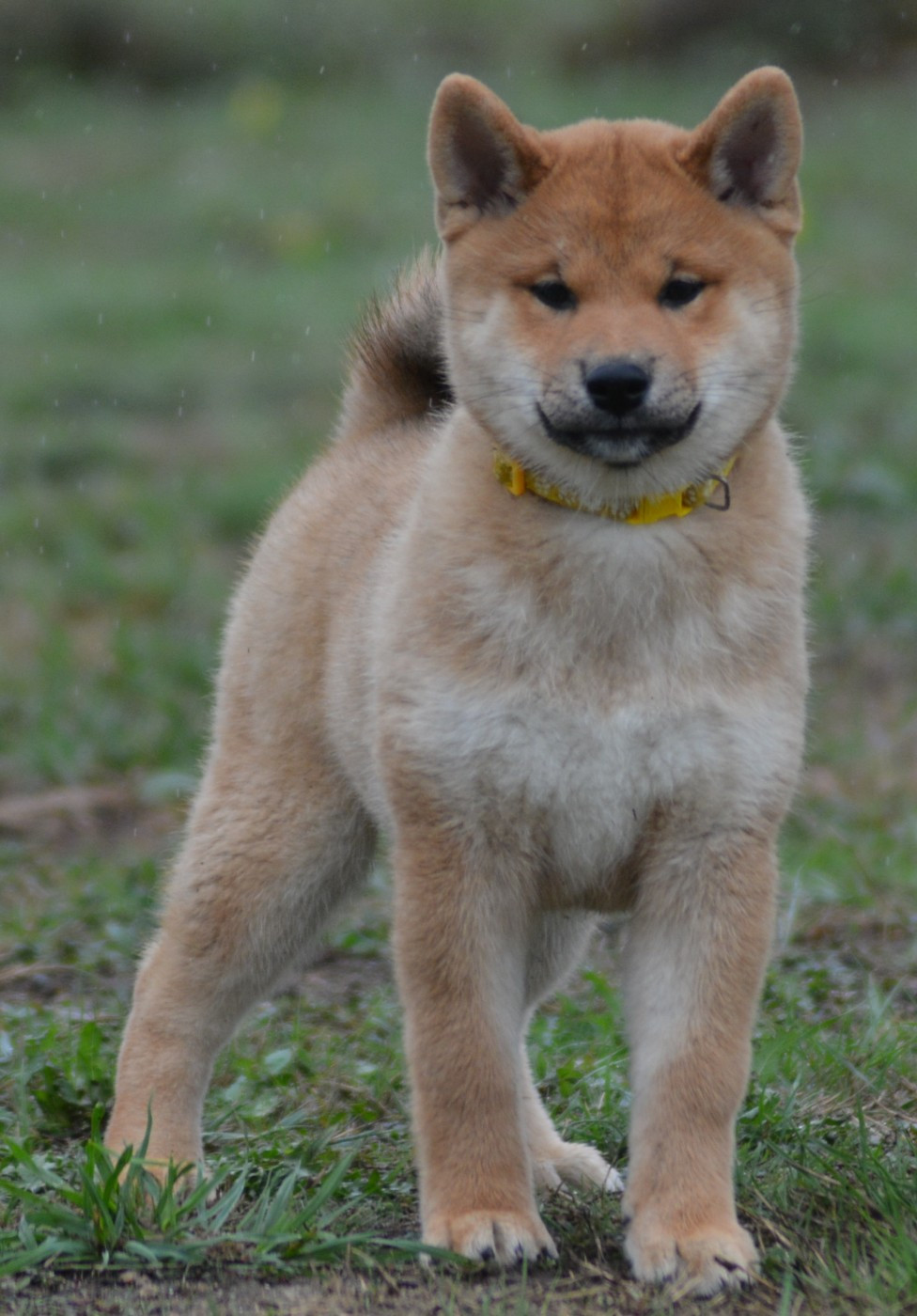 Chiot N°3