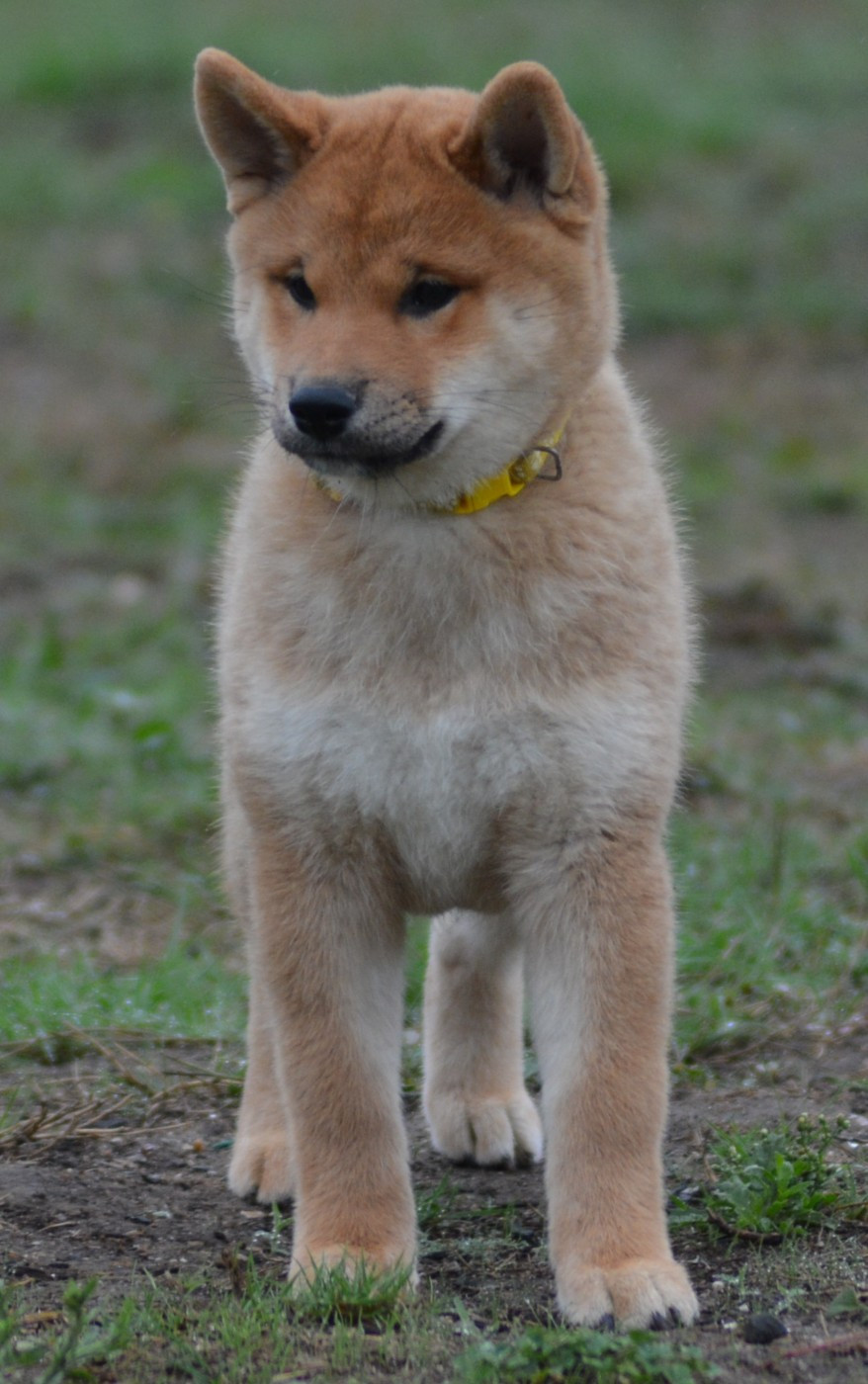 Chiot N°3
