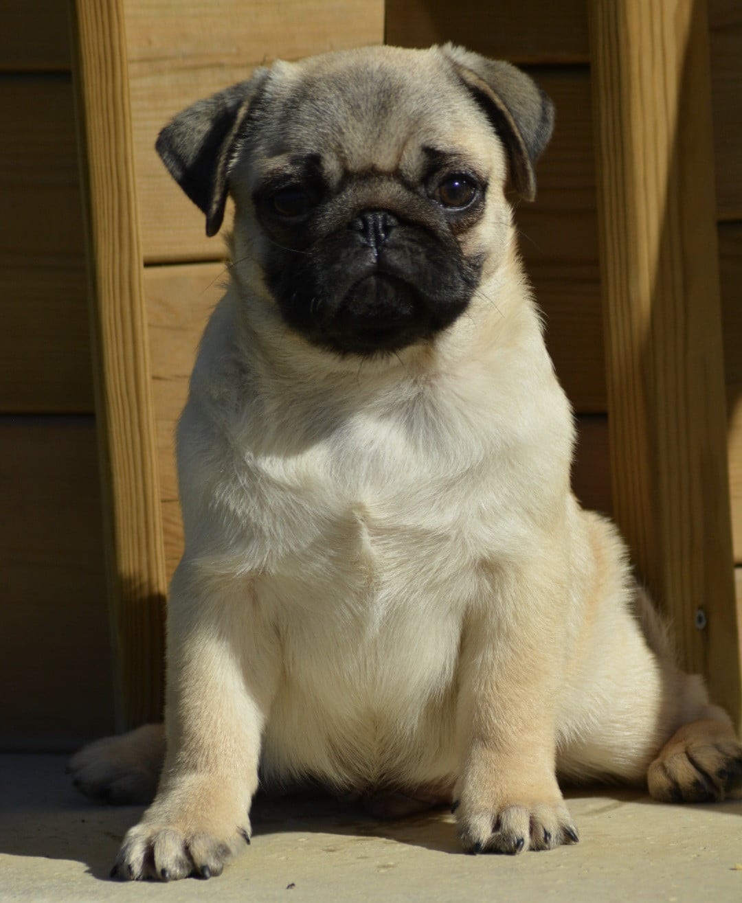 Chiot N°3 (Collier Rouge)