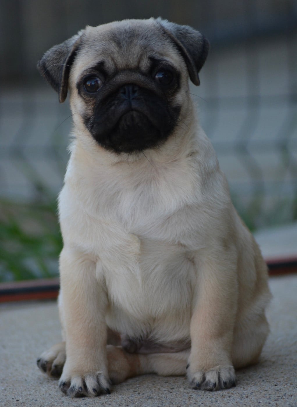 Chiot N°3 (Collier Rouge)