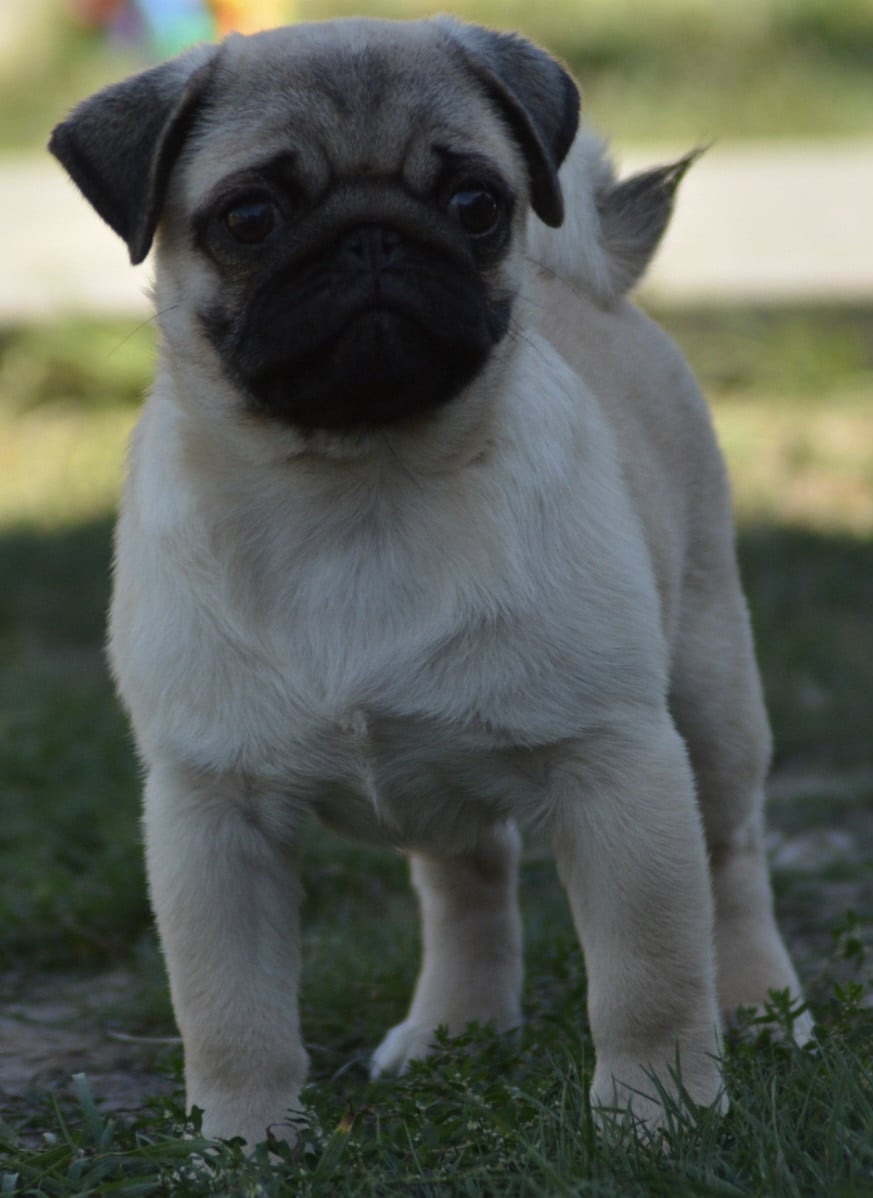 Chiot N°3 (Collier Rouge)