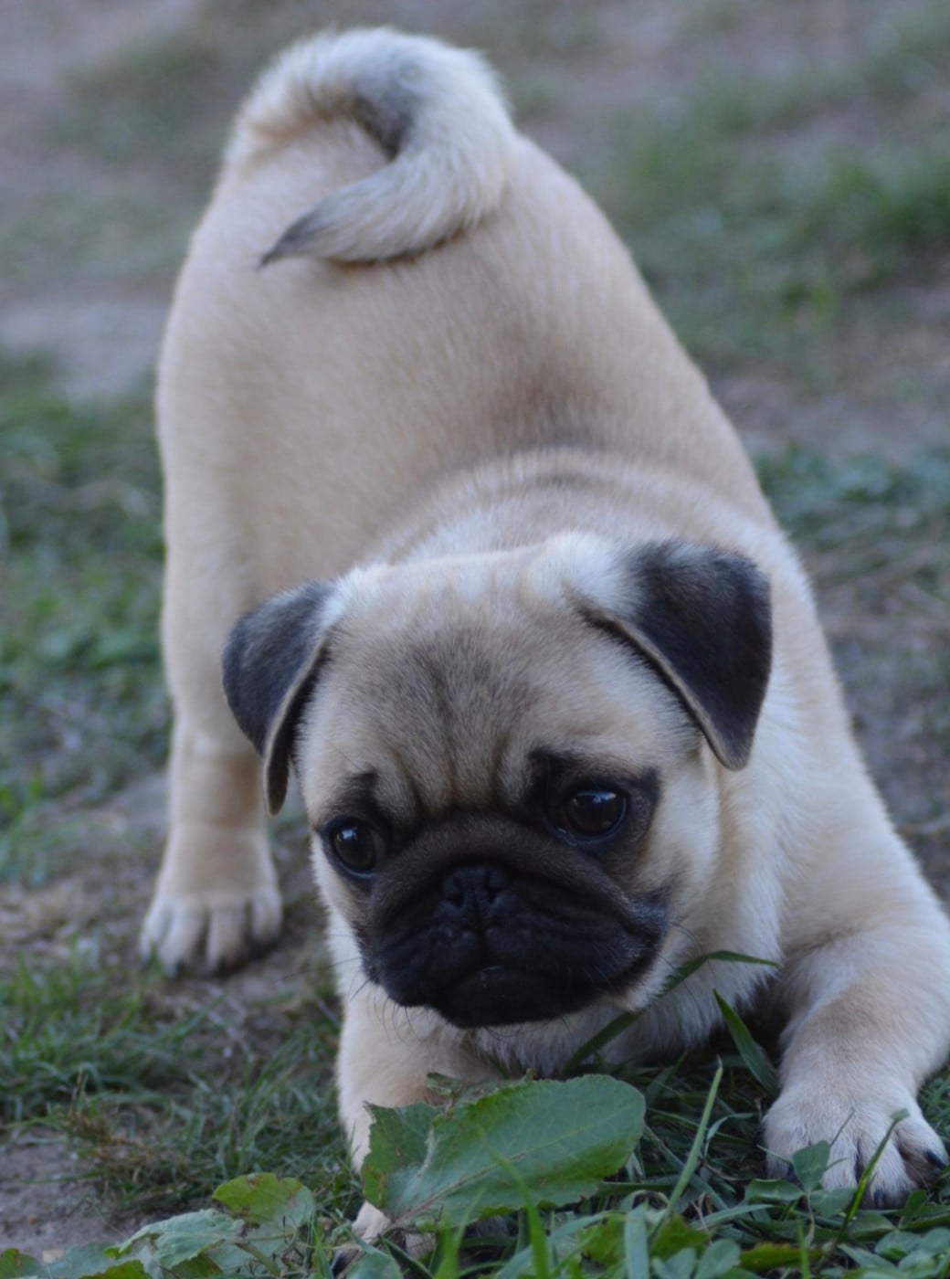 CHIOT (Collier Bleu)