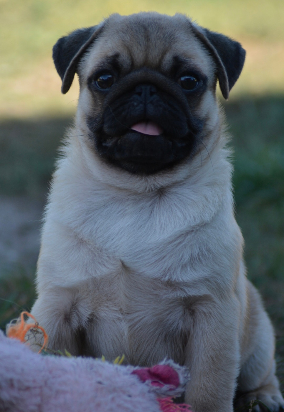 CHIOT (Collier Bleu)
