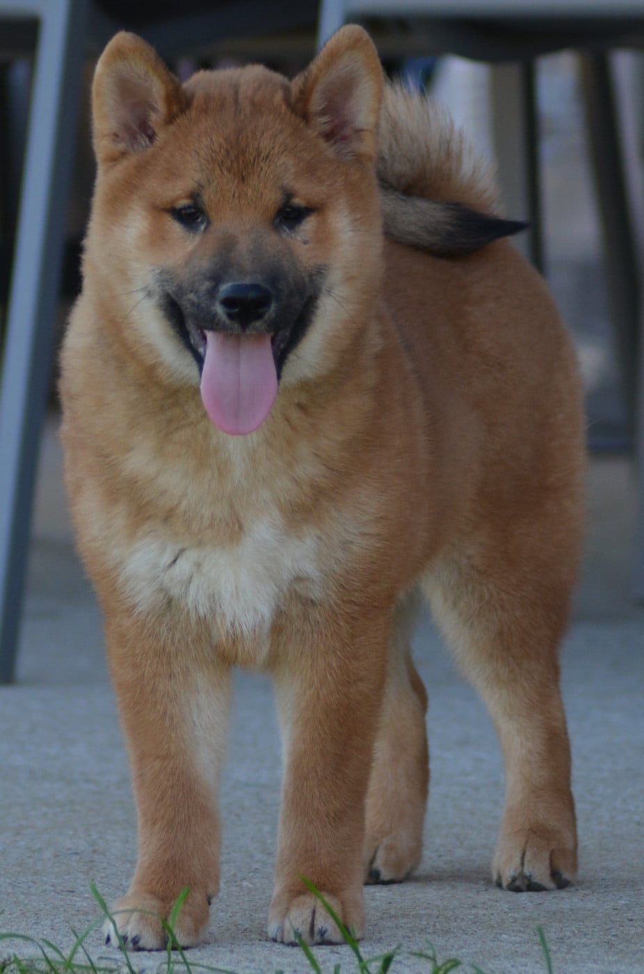 Chiot N°1