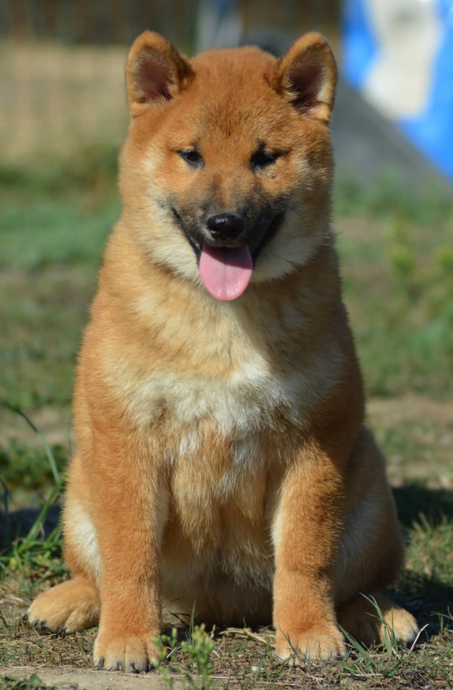 Chiot N°1