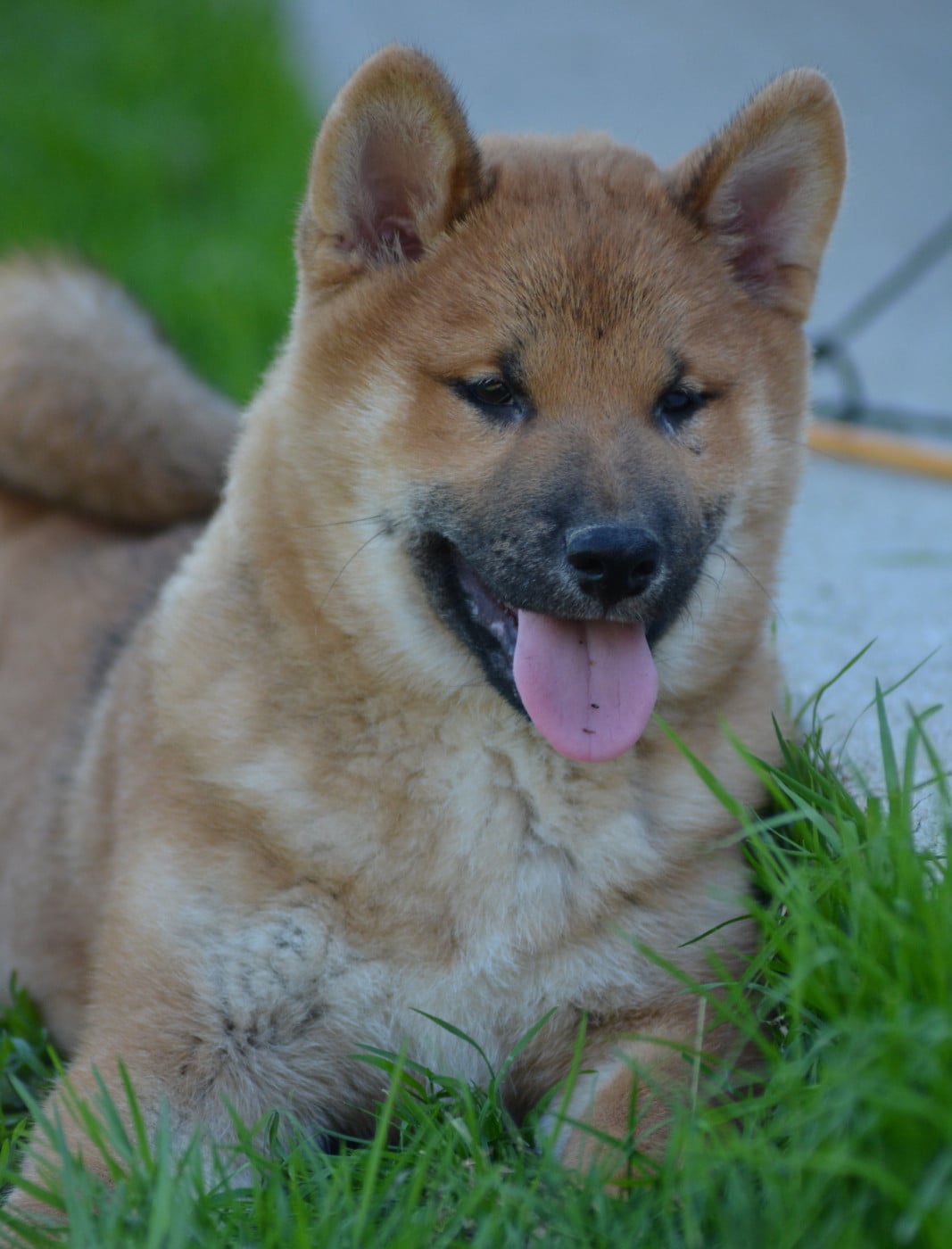 Chiot N°1