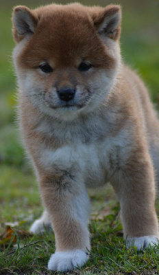 Les chiots de Shiba