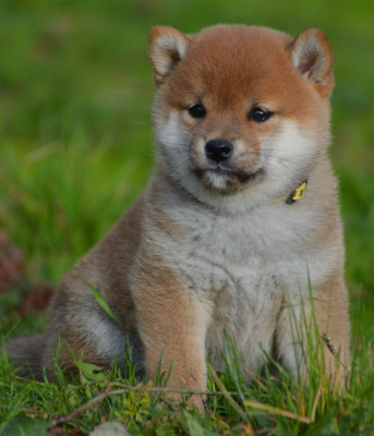 Les chiots de Shiba