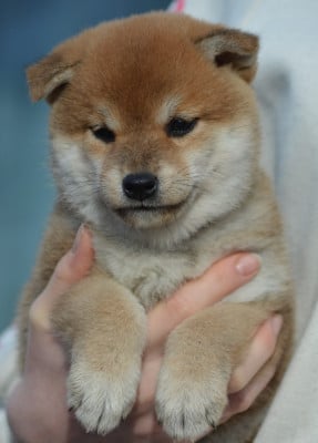 Les chiots de Shiba