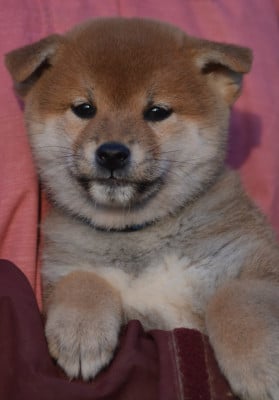 Les chiots de Shiba