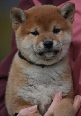 Les chiots de Shiba