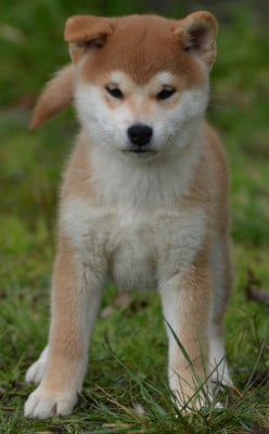 Les chiots de Shiba