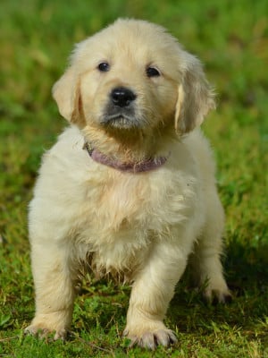 Les chiots de Golden Retriever
