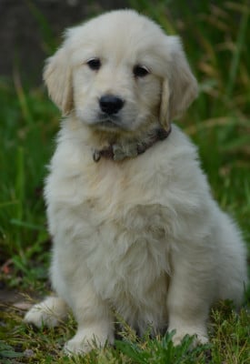 Les chiots de Golden Retriever