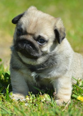 Les chiots de Carlin