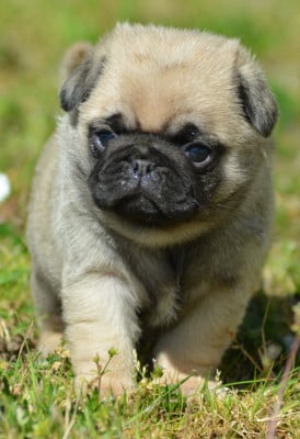 Les chiots de Carlin