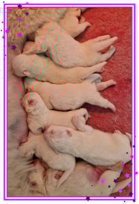 Les chiots de Samoyède