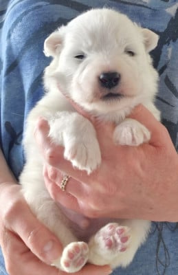 Les chiots de Samoyède