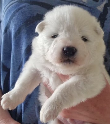 Les chiots de Samoyède