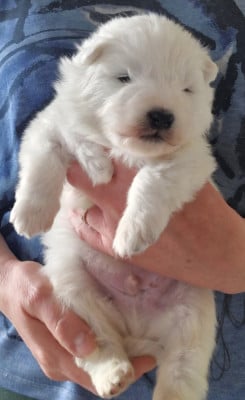 Les chiots de Samoyède