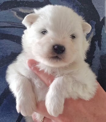 Les chiots de Samoyède